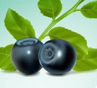 maqui-berry-weight-loss-supplement
