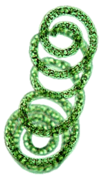 spirulina